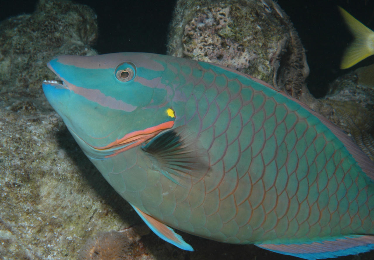 Sparisoma viride (Pesce pappagallo di fuoco)